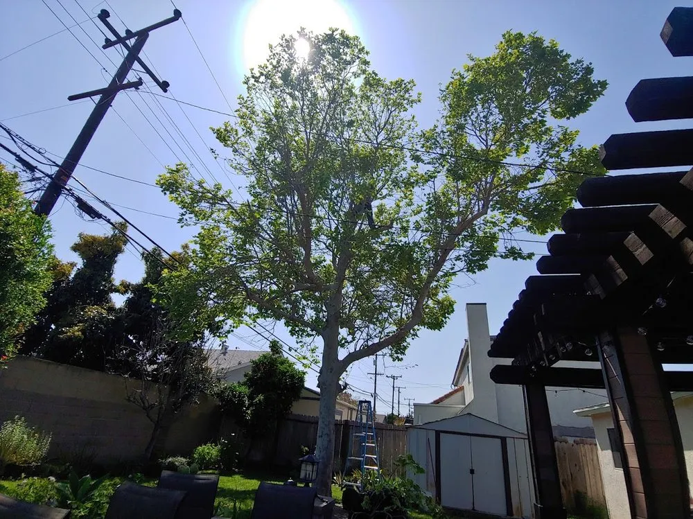 Trusted yard cleanup service for beautiful yards across Fountain Valley, CA - Socal Arborists