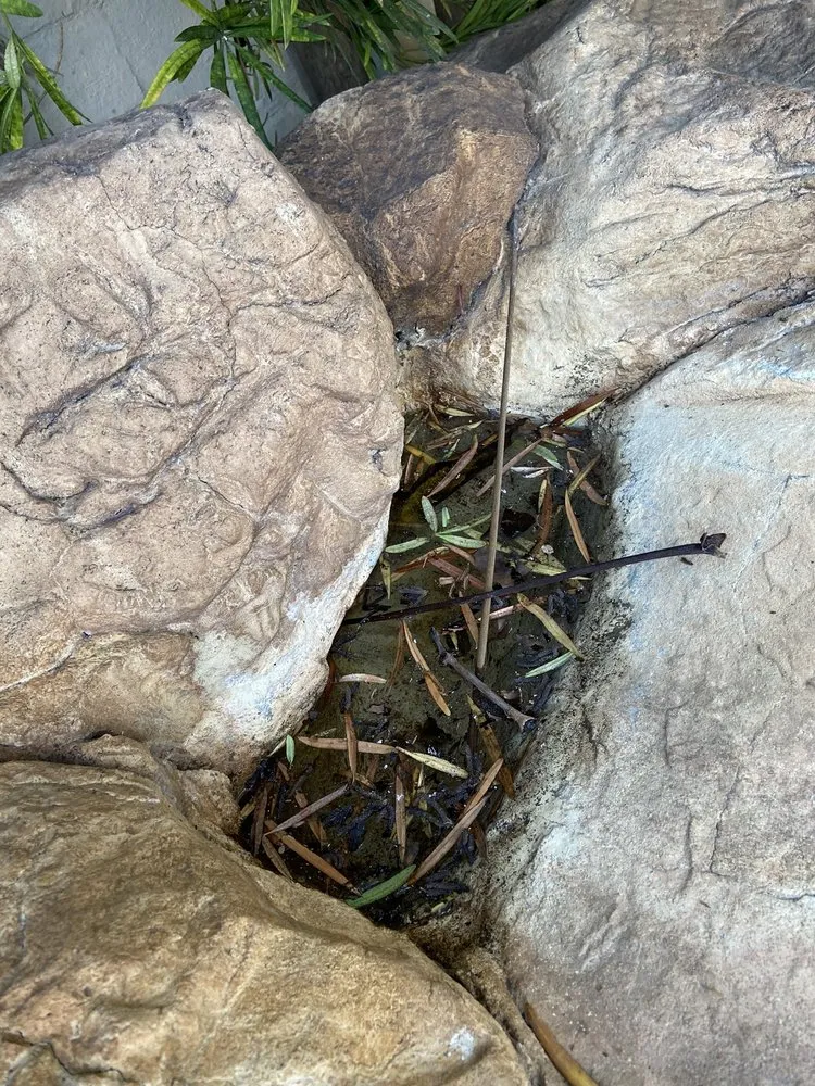 Top-rated landscape installation in Fountain Valley, CA by Socal Arborists