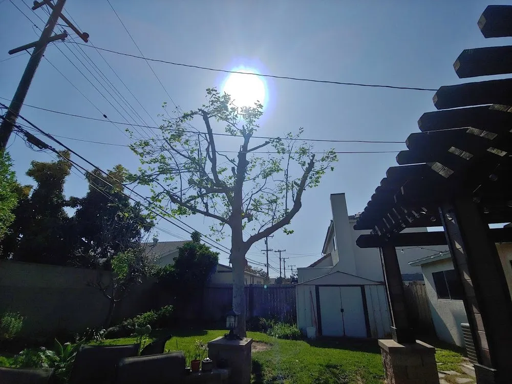 Professional lawn care service experts serving Fountain Valley, CA - Socal Arborists