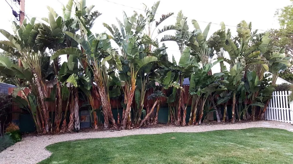 Custom lawn care service in Fountain Valley, CA by Socal Arborists