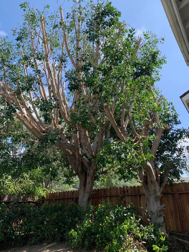 Custom lawn mowing service experts serving Fountain Valley, CA - Socal Arborists