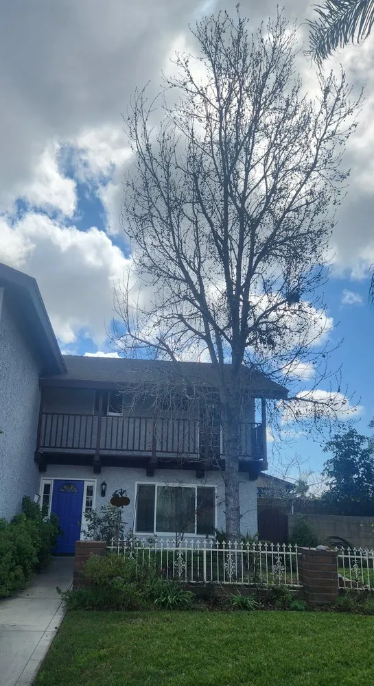 Top-rated garden landscaping for outdoor upgrades in Fountain Valley, CA by Socal Arborists