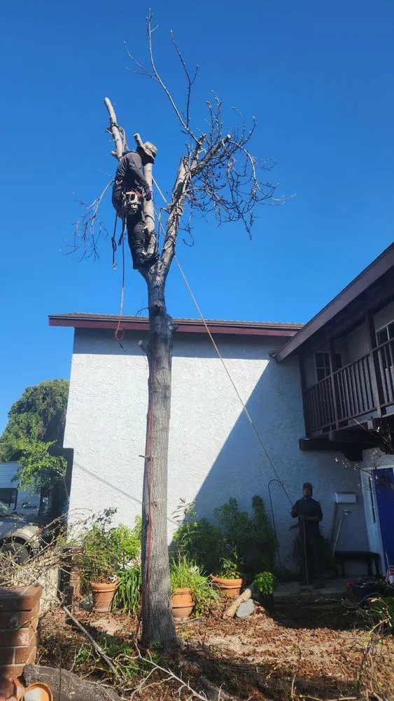 Professional landscaping services in Fountain Valley, CA by Socal Arborists