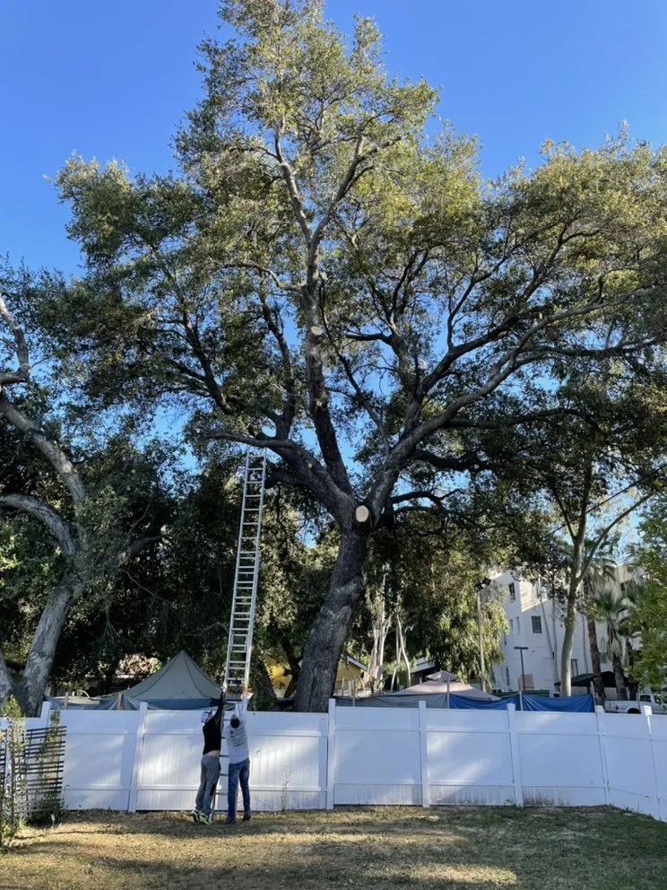 Custom lawn care service in Altadena, CA by SoCal Landscape and Trees