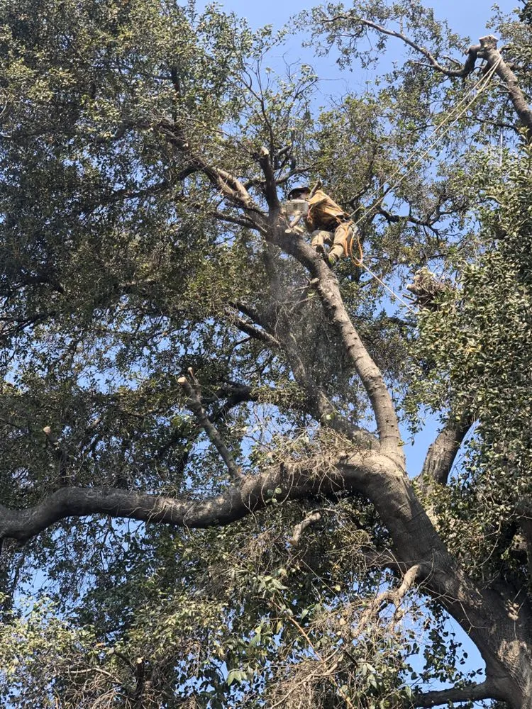 Custom landscaping services in Altadena, CA - SoCal Landscape and Trees