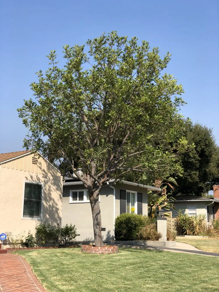 Reliable residential landscaping for outdoor upgrades in Altadena, CA by SoCal Landscape and Trees