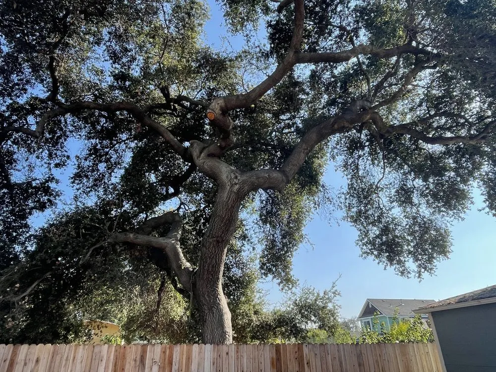 Local landscape design in Altadena, CA - SoCal Landscape and Trees