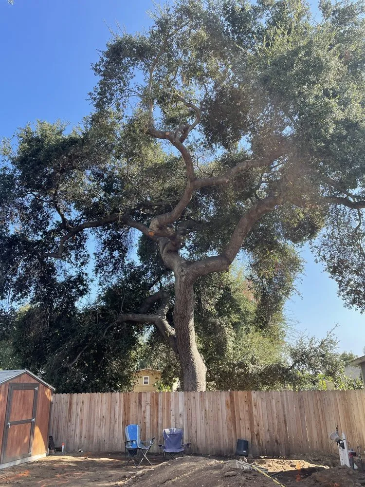 Custom landscape installation in Altadena, CA - SoCal Landscape and Trees