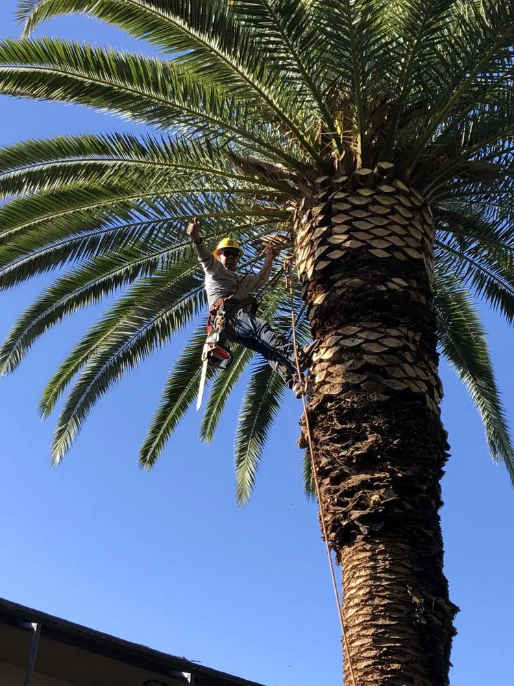 Professional landscape design in Altadena, CA - SoCal Landscape and Trees