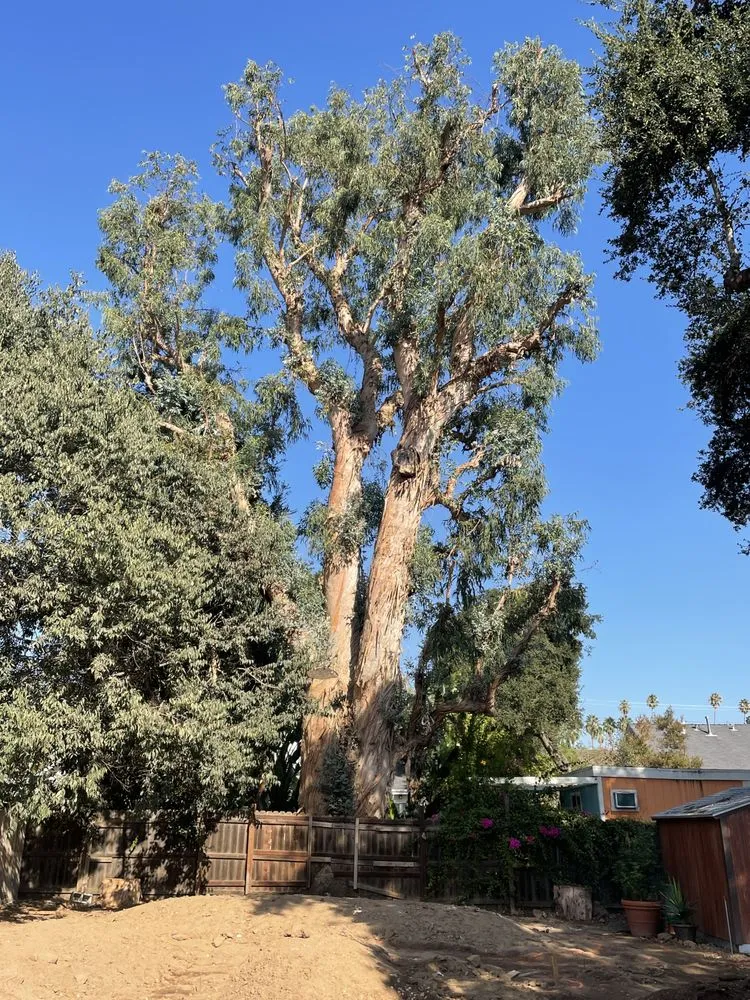 Custom lawn care service in Altadena, CA - SoCal Landscape and Trees