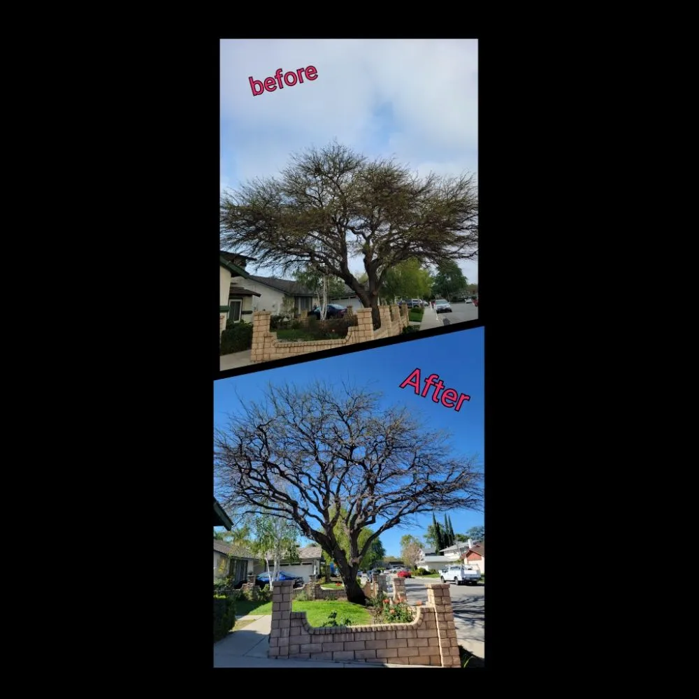 Top-rated landscape design experts serving Santa Clarita, CA - Socal Landscaping & Maintenance