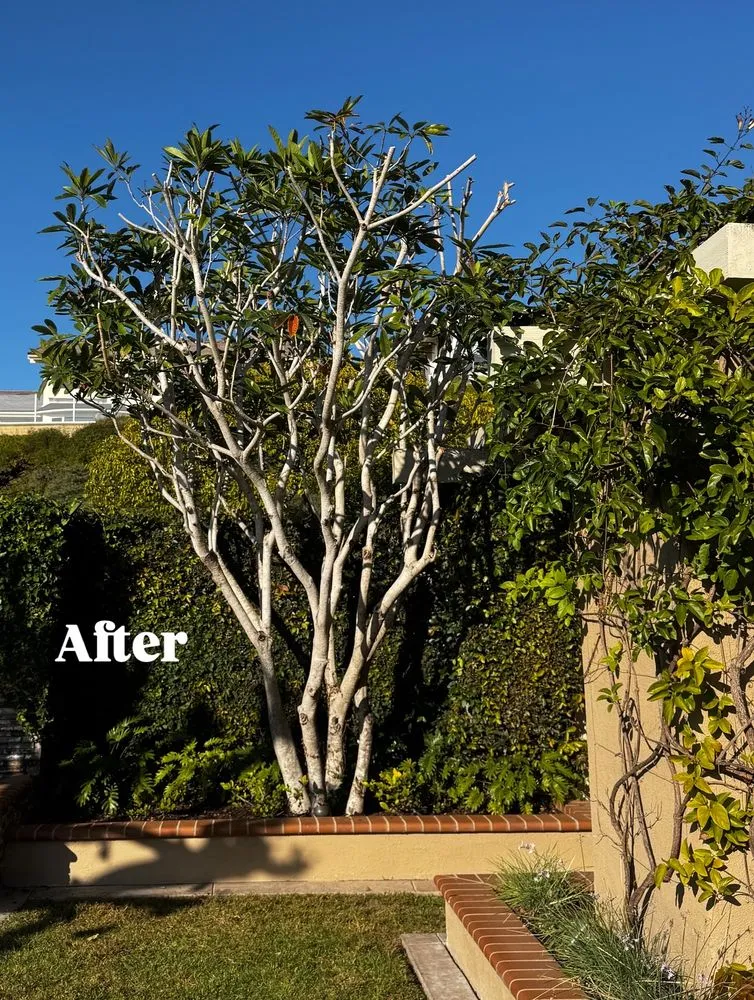 Top-rated landscape installation in Fullerton, CA - SoCal Lawn care and Maintenance