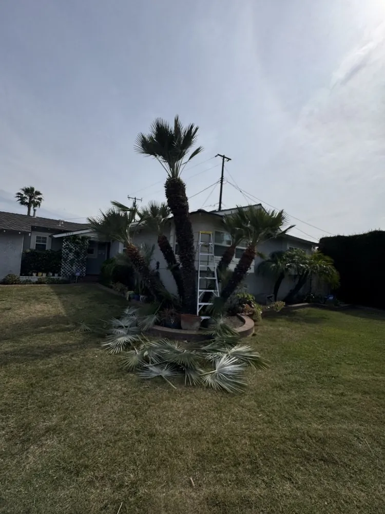 Trusted lawn care service in Fullerton, CA by SoCal Lawn care and Maintenance