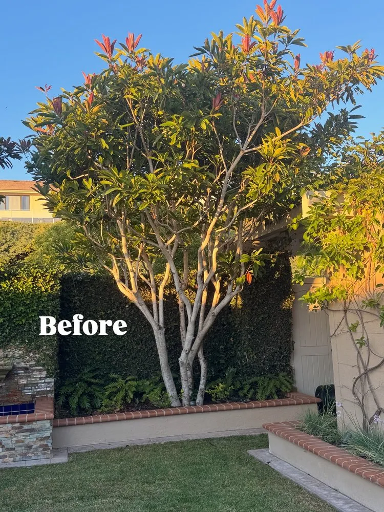 Trusted garden landscaping in Fullerton, CA by SoCal Lawn care and Maintenance