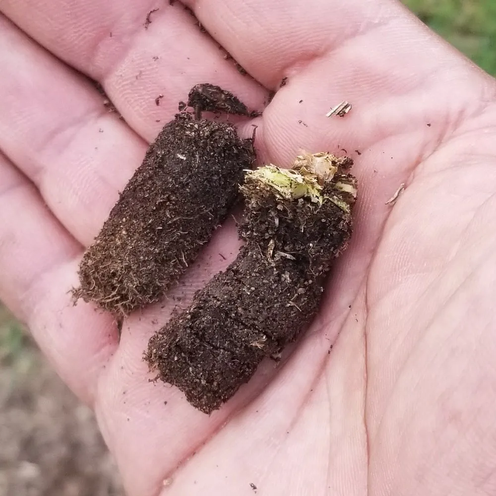 Reliable lawn care service in Montclair, CA - SoCal Lawn Pros