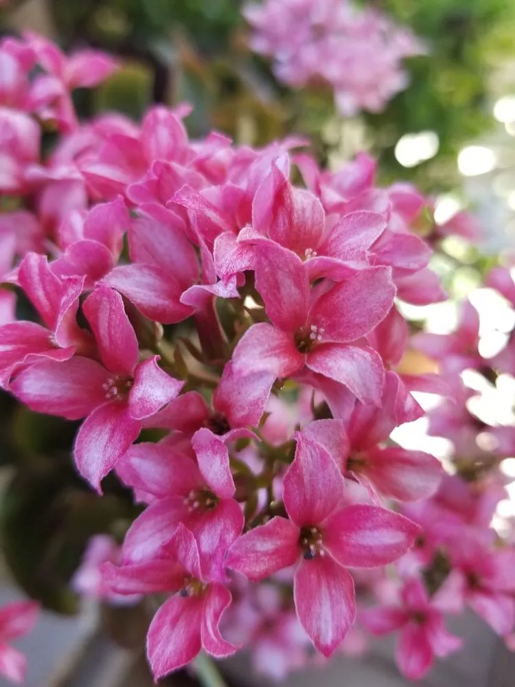 Top-rated lawn mowing service in Montclair, CA by SoCal Lawn Pros