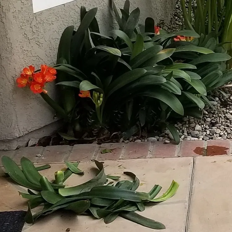 Professional yard maintenance for beautiful yards in Montclair, CA by SoCal Lawn Pros