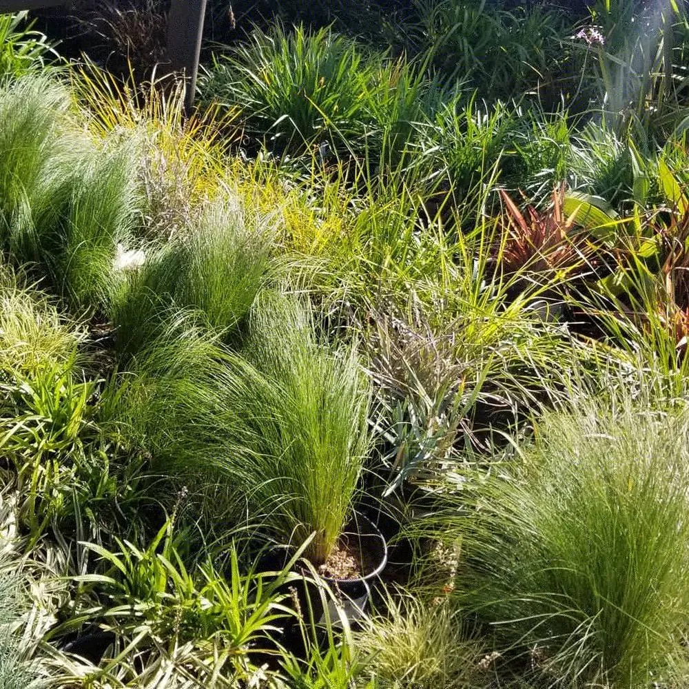 Expert landscape installation for year-round maintenance in Montclair, CA by SoCal Lawn Pros