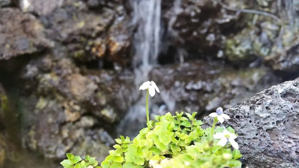 Expert landscape design in Sunland, CA - SoCal Ponds