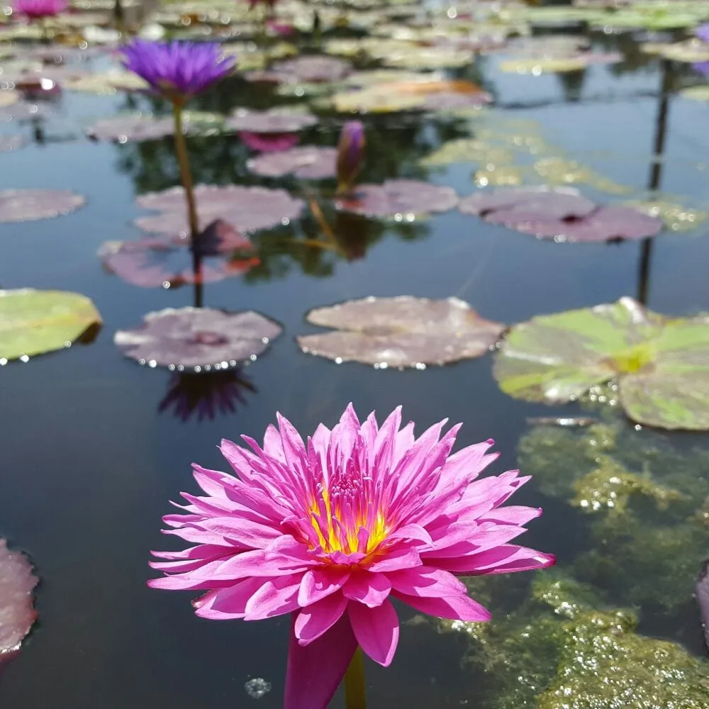 Custom lawn mowing service in Sunland, CA - SoCal Ponds