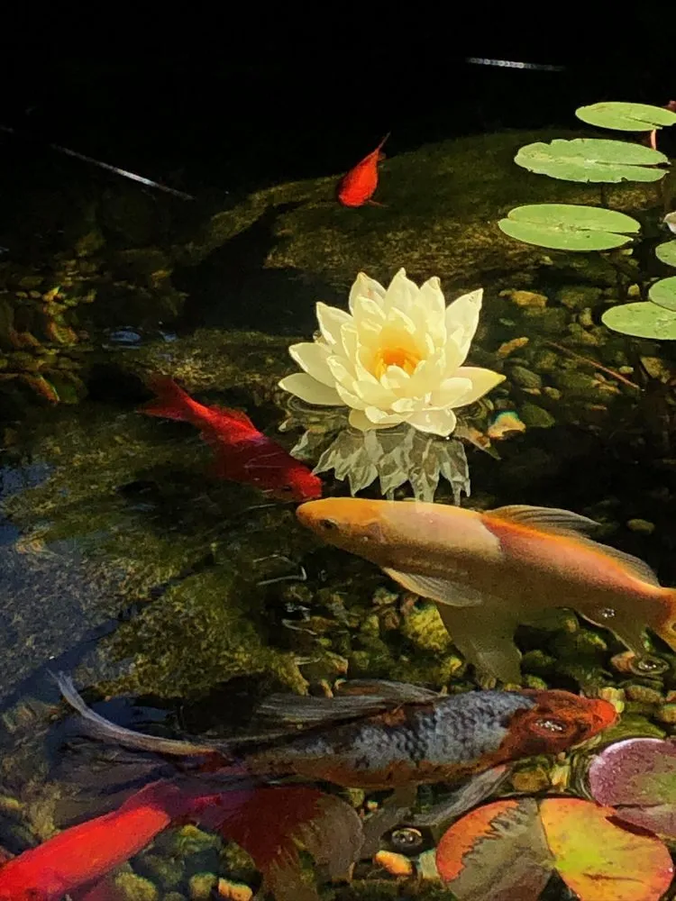 Reliable landscape design experts serving Sunland, CA - SoCal Ponds