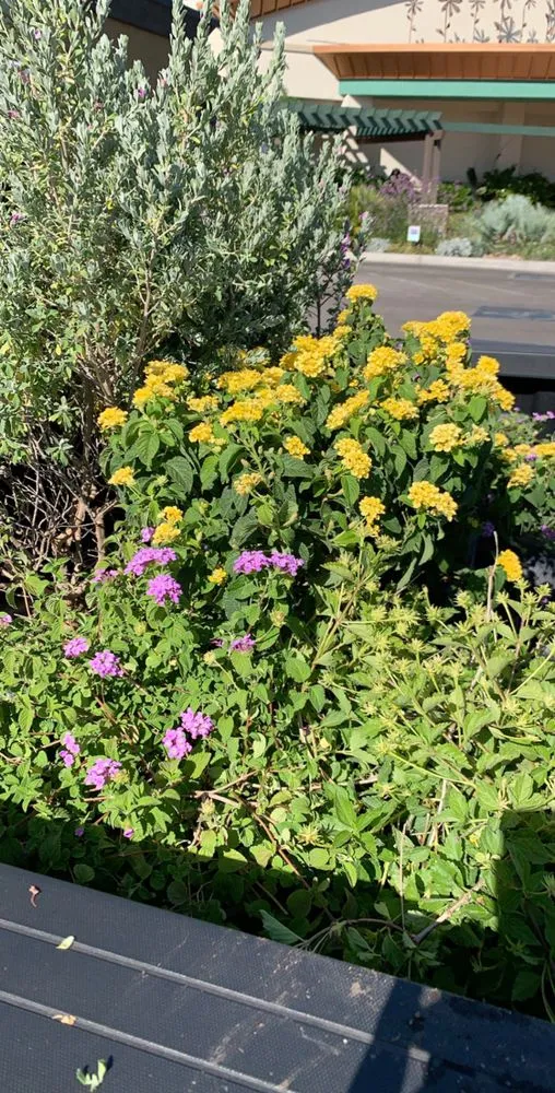 Expert landscaping services experts serving Tucson, AZ - SoCo Landscape Maintenance