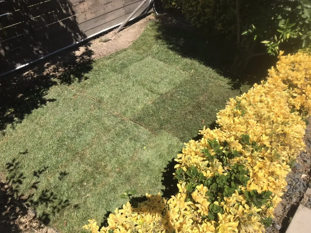 Reliable yard cleanup service experts serving Sun Valley, CA - Sod & Turf Pros