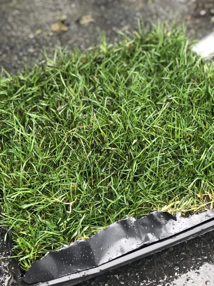 Top-rated lawn mowing service in Concord, CA by Sod And Seed