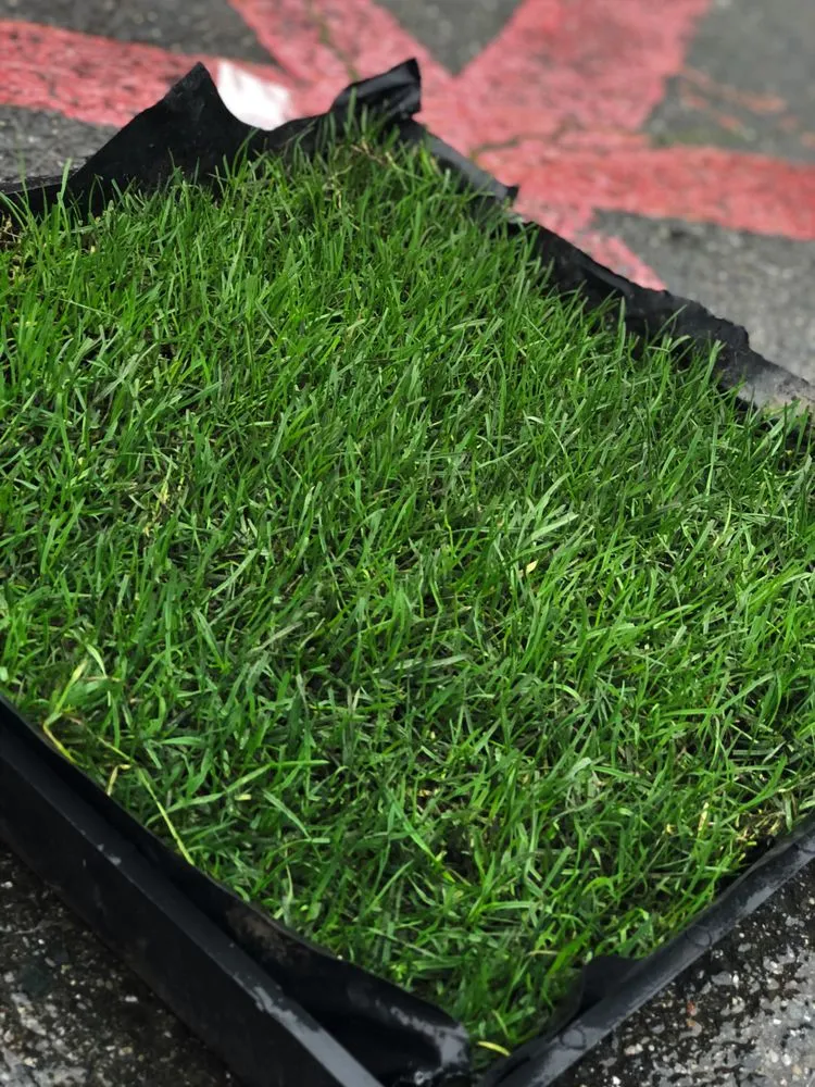 Trusted residential landscaping in Concord, CA by Sod And Seed