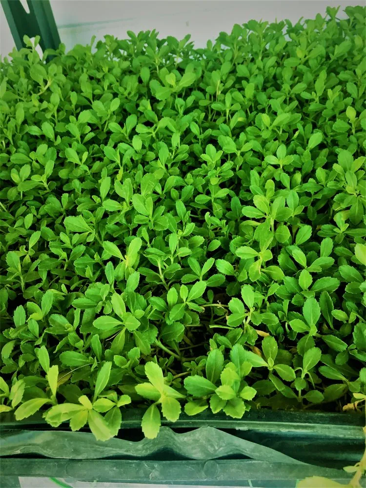 Expert outdoor landscaping in Concord, CA by Sod And Seed