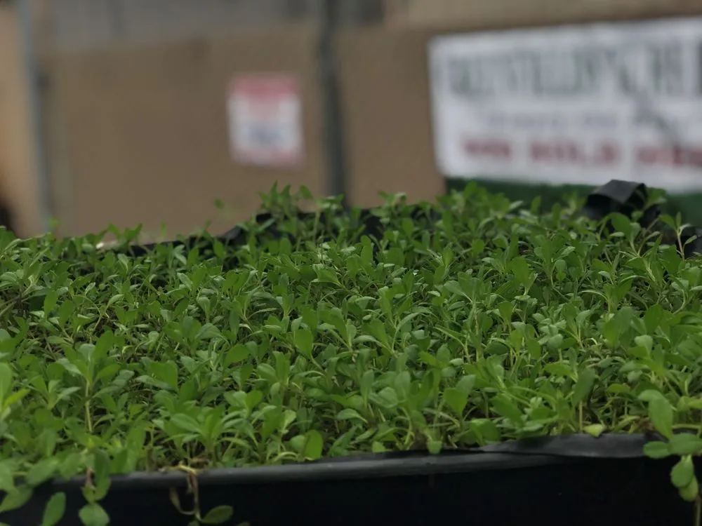 Expert landscape design experts serving Concord, CA - Sod And Seed