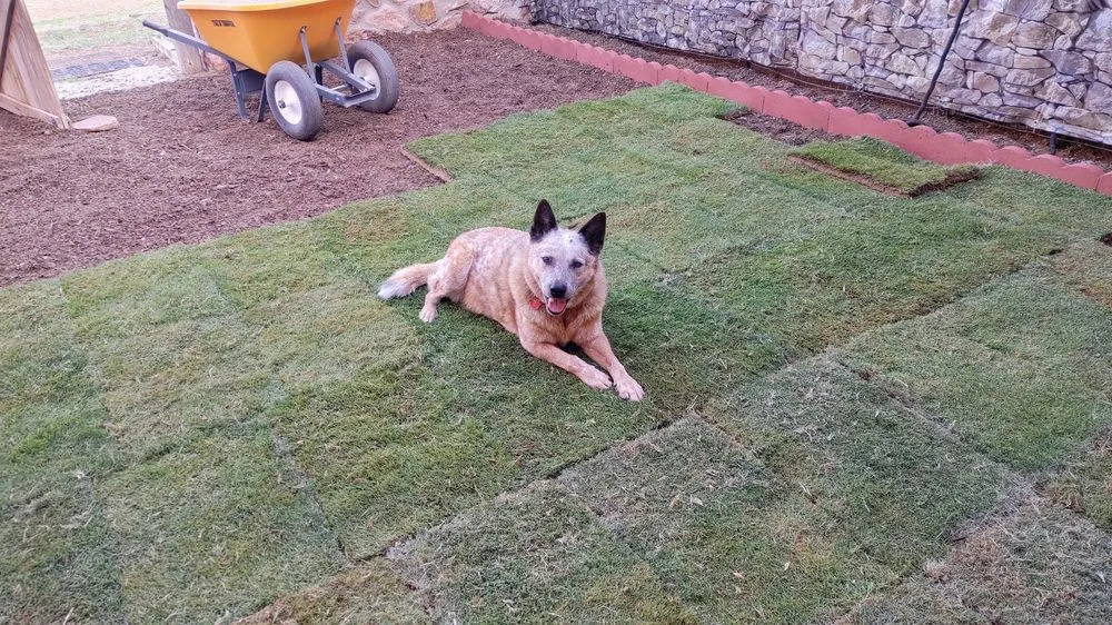 Top-rated lawn mowing service experts serving Las Cruces, NM - Sod Delivery LC