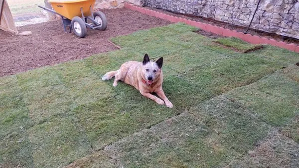 Sod Delivery LC Logo