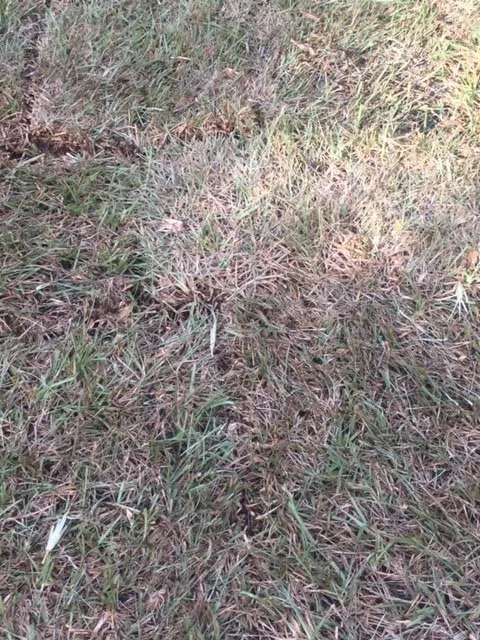 Top-rated lawn care service in Orlando, FL by Sod Depot of Orlando