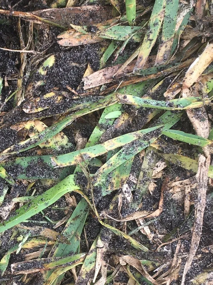 Professional landscaping services for residential properties across Sanford, FL - Sod Express Nursery