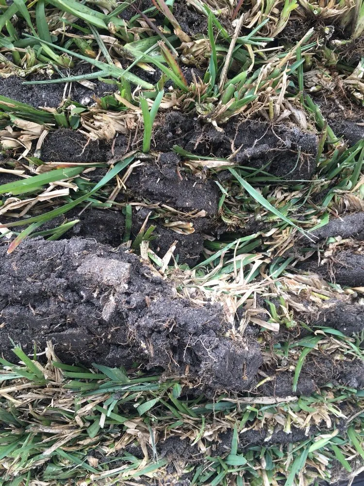 Reliable yard cleanup service in Sanford, FL by Sod Express Nursery