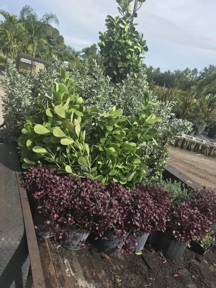 Affordable residential landscaping in New Port Richey, FL - Sod God