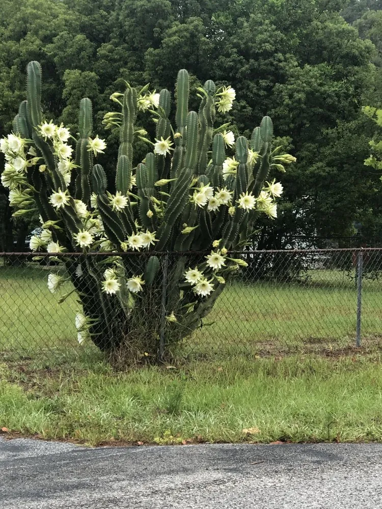 Top-rated garden landscaping with custom design across New Port Richey, FL - Sod God