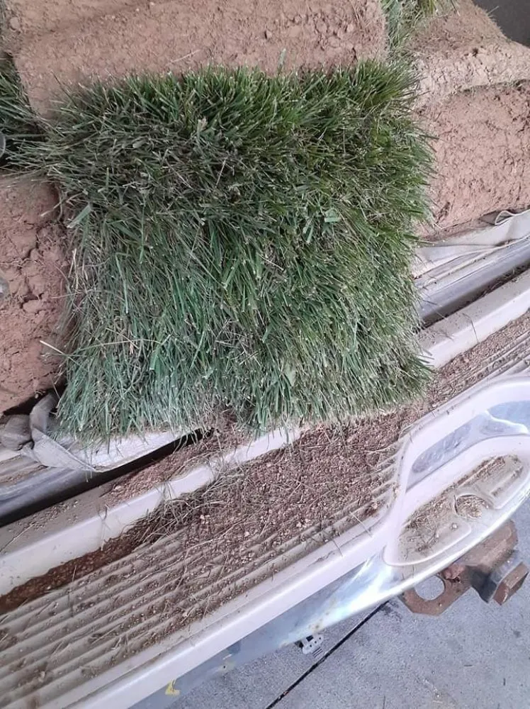 Affordable landscaping services for residential properties in Louisville, KY by Sod Gods Of Louisville