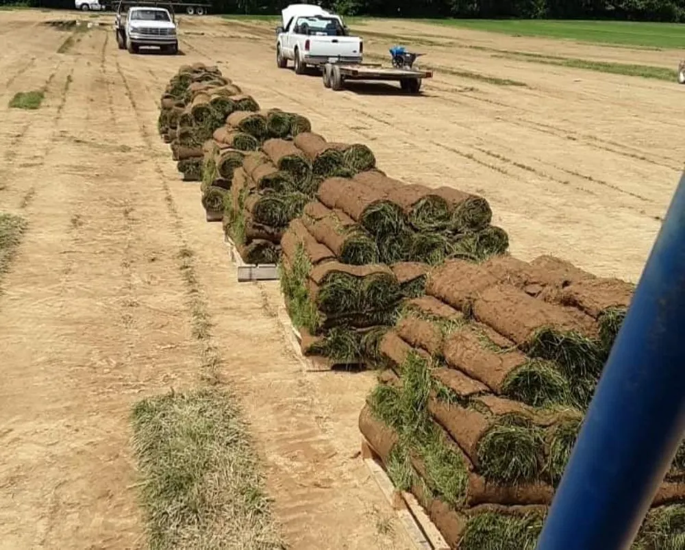Professional landscape installation in Louisville, KY - Sod Gods Of Louisville