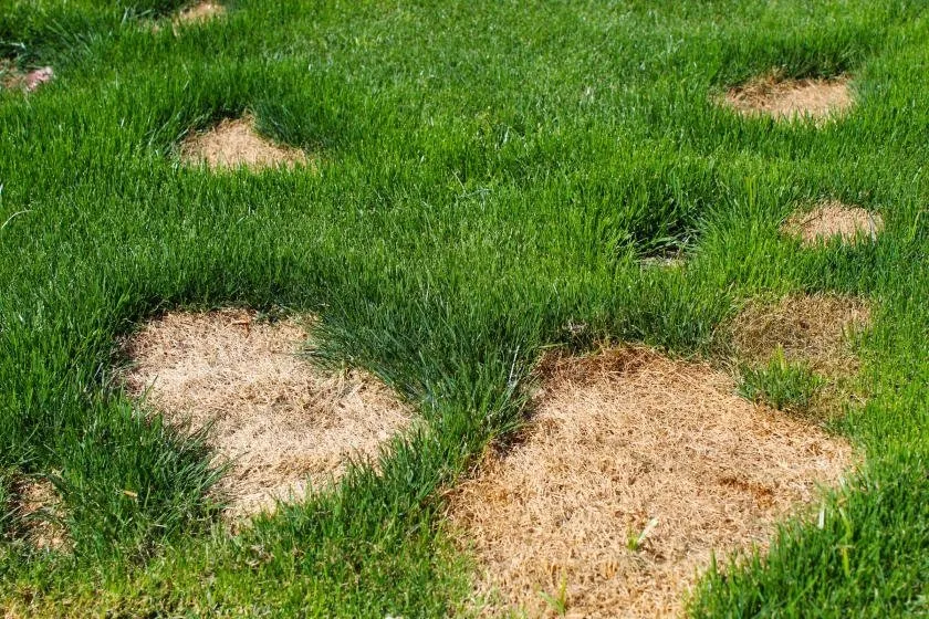 Custom garden landscaping for residential properties across American Fork, UT - Sod Patch Repair