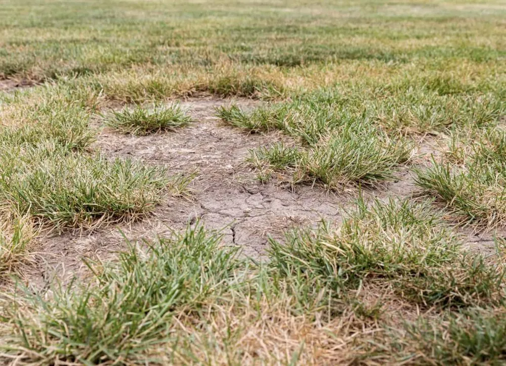 Local landscape design for outdoor upgrades in American Fork, UT by Sod Patch Repair