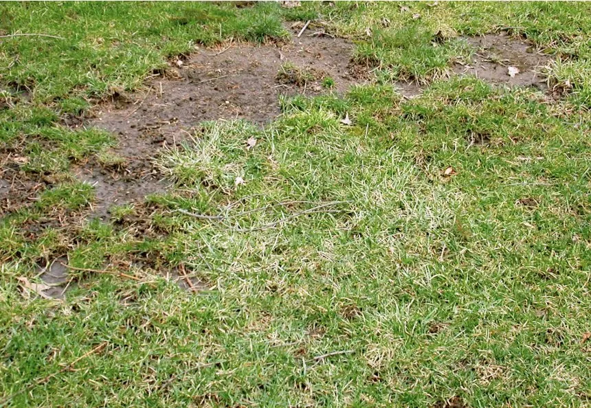 Trusted yard maintenance experts serving American Fork, UT - Sod Patch Repair