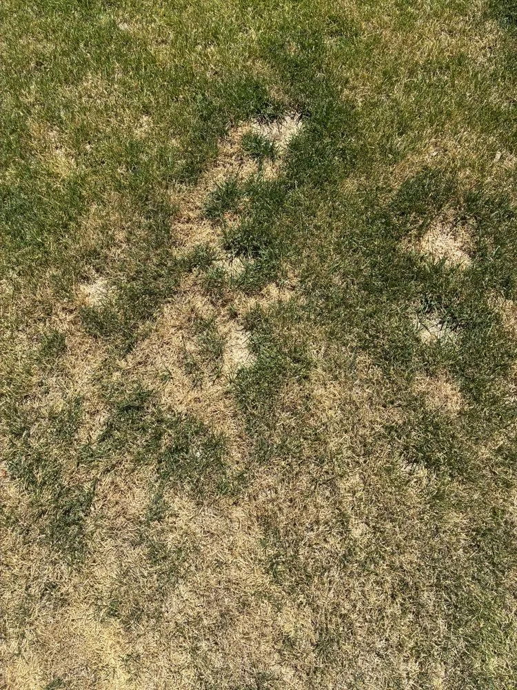 Custom outdoor landscaping experts serving American Fork, UT - Sod Patch Repair