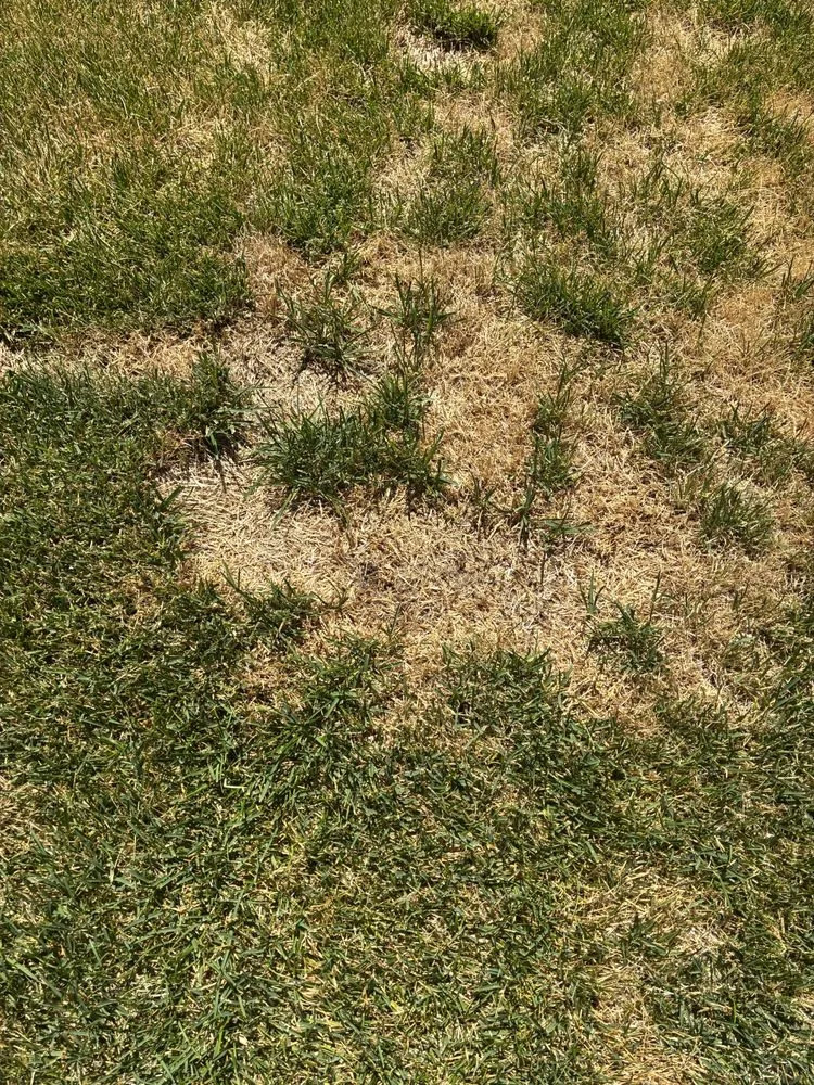 Custom yard maintenance in American Fork, UT - Sod Patch Repair