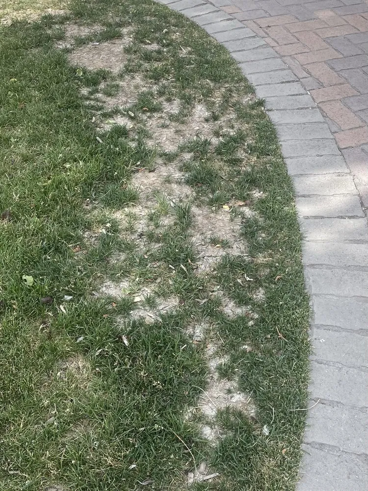 Trusted outdoor landscaping experts serving American Fork, UT - Sod Patch Repair