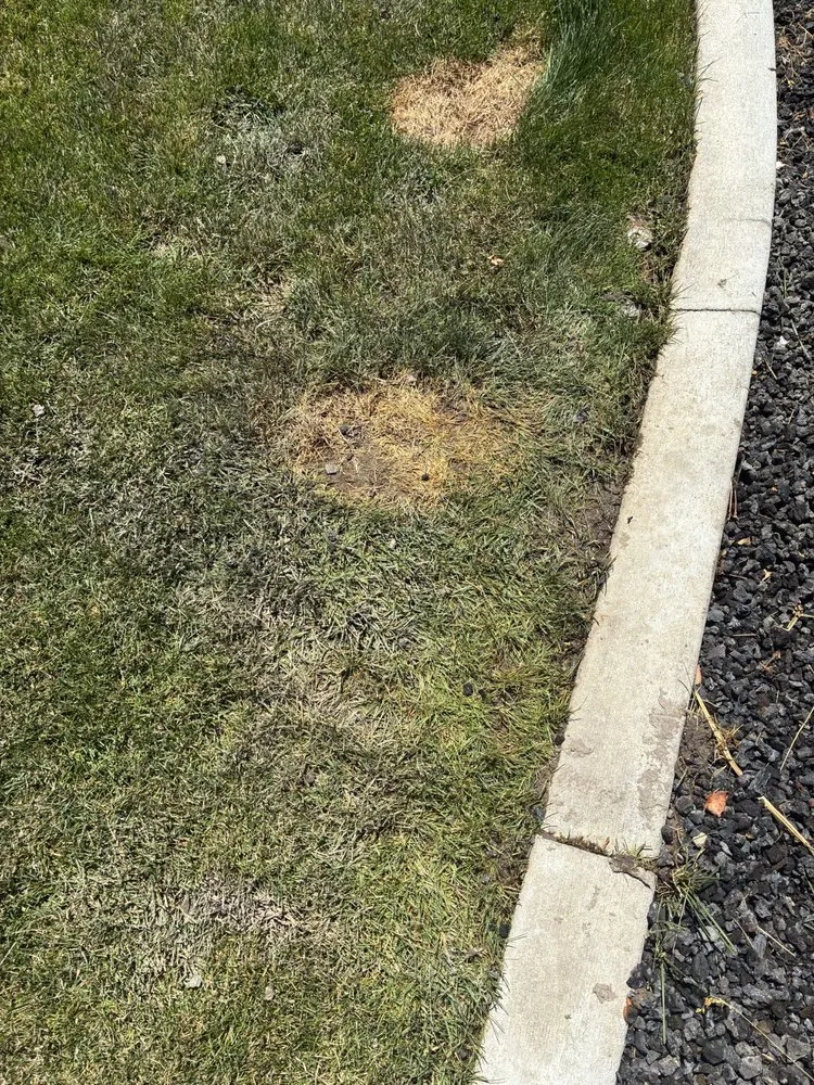 Custom lawn care service in American Fork, UT by Sod Patch Repair