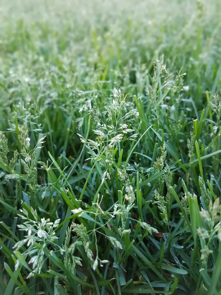 Top-rated yard maintenance for outdoor upgrades in Kalispell, MT by Sod Science