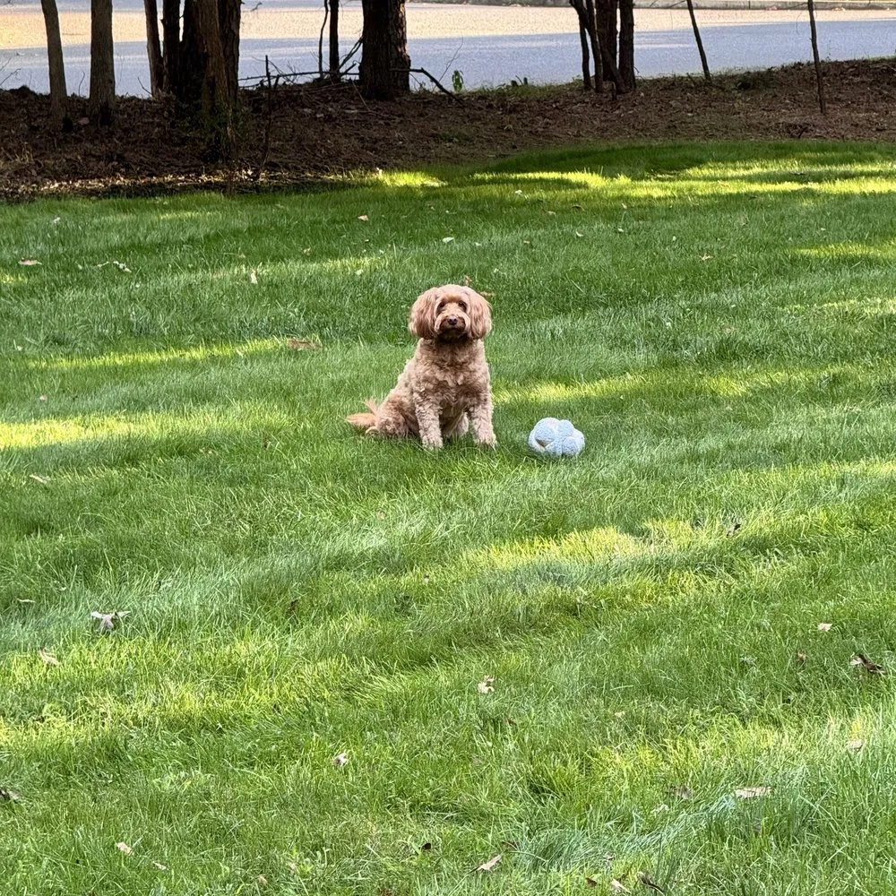 Reliable landscape installation for outdoor upgrades across Shamong, NJ - Sod Services