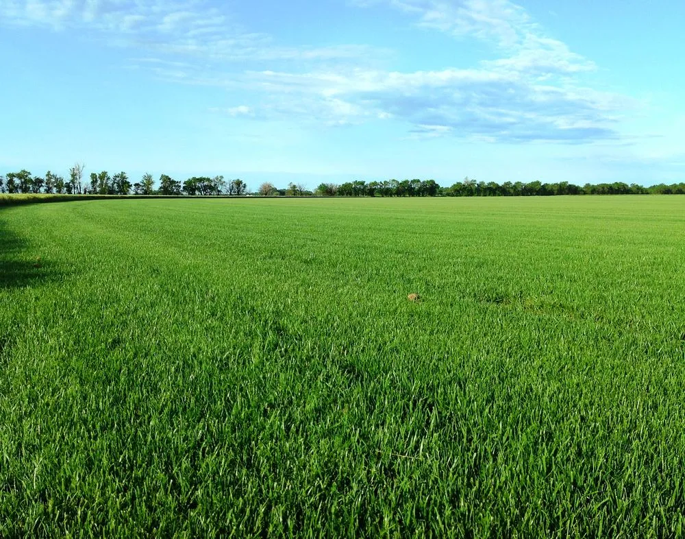 Affordable landscaping services with custom design in Wichita, KS by Sod Shop